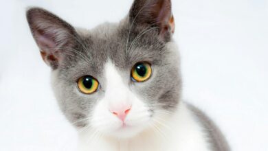 Esporotricose em gatos: Quais os sintomas da doença?